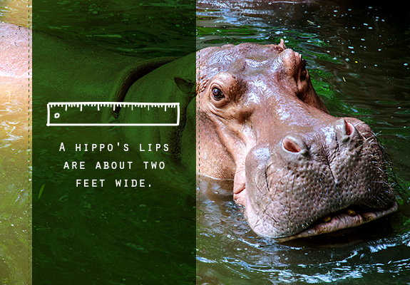 Hippo